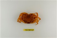 藏品(拉氏清溪蟹)的圖片